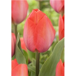 Орандж Ван Ейк (Tulipa Orange Van Eijk)