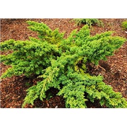 Ханнеторп (Juniperus squamata Hunnetorp)