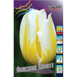 Флэминг Кокетт (Tulipa Flaming Coquette)