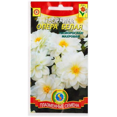 Георгина Опера Белая