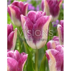 Кьюриосити (Tulipa Curiosity)