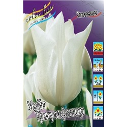 Уайт Триумфатор (Tulipa White Triumphator)