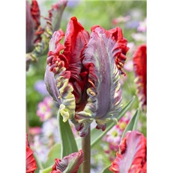 Рококо (Tulipa Rococo)