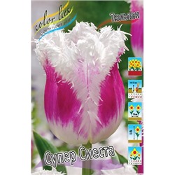 Гавайи (Супер Сиеста) (Tulipa Hawaii)