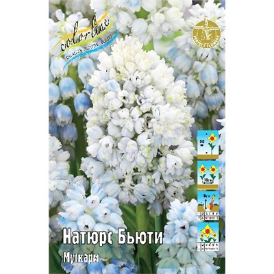 Натюрс Бьюти (Muscari Nature's Beauty)