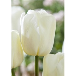 Айс Риф (Tulipa Ice Rif)