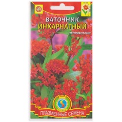 Ваточник Инкарнатный