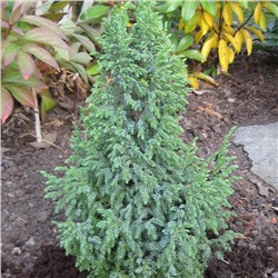 Лодери (Juniperus pingii Loderi)