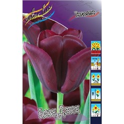 Блэк Джек (Tulipa Black Jack)