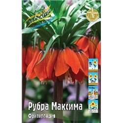 Рубра Максима (Fritillaria Rubra Maxima)