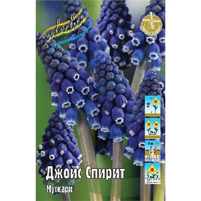 Джойс Спирит (Muscari Joyce Spirit)