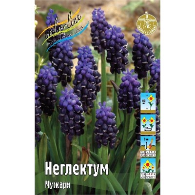 Неглектум (Muscari neglectum)