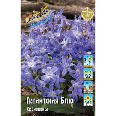 Гигантская Блю (Chionodoxa luciliae Blue)