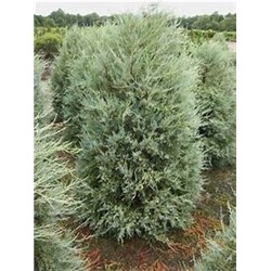 Juniperus scopulorum Pathfinder