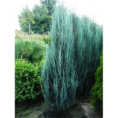 Juniperus scopulorum Blue Arrow C2