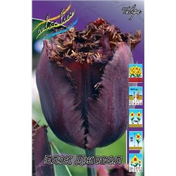 Блэк Джевел (Tulipa Black Jewel)