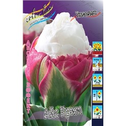 Айс Крим (Tulipa Ice Cream)
