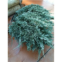 Juniperus horizontalis Icee Blue