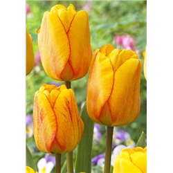 Блашинг Апельдоорн (Tulipa Blushing Apeldoorn)