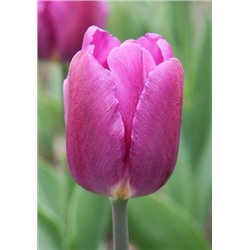 Перпл Принс (Tulipa Purple Prince)
