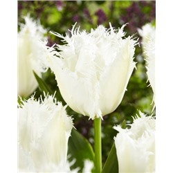 Ноордейнде (Tulipa Noordeinde)