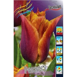 Реквест (Tulipa Request)