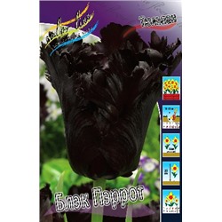 Блэк Пэррот (Tulipa Black Parrot)