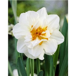 Флауэр Дрифт (Narcissus Flower Drift)