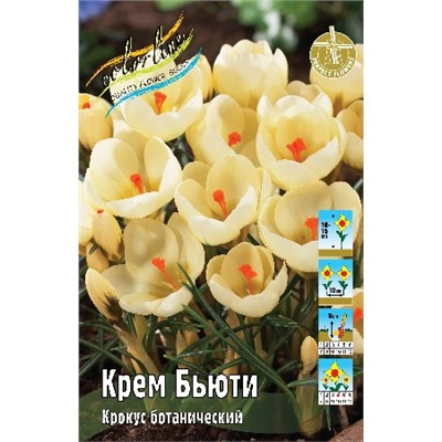 Крем Бьюти (Crocus chrysanthus Cream Beauty)