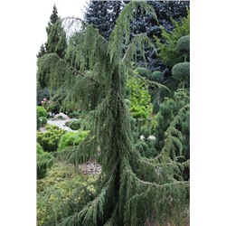 Juniperus communis Horstmann
