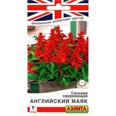 Сальвия Английский маяк