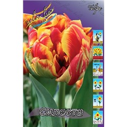 Силеста (Tulipa Cilesta)