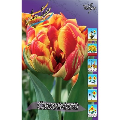 Силеста (Tulipa Cilesta)