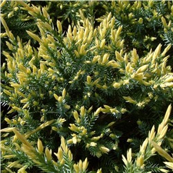 Можжевельник чешуйчатый Голд Тип (Juniperus squamata Gold Tip)