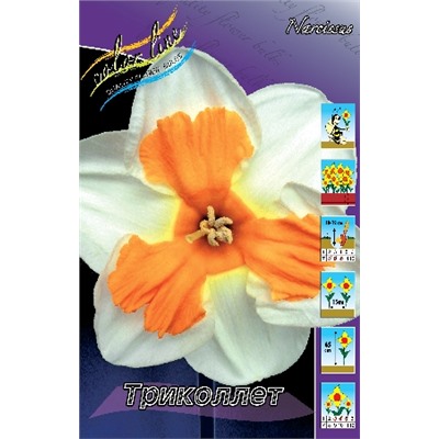Триколлет (Narcissus Tricollet)