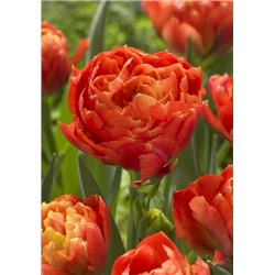 Датч Кинг (Tulipa Dutch King)