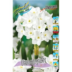 Паперуайт (Narcissus Paperwhite)