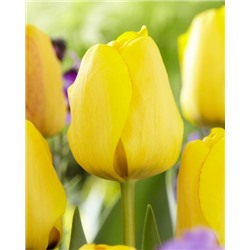 Голден Апельдорн (Tulipa Golden Apeldoorn)
