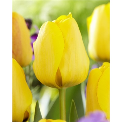 Голден Апельдорн (Tulipa Golden Apeldoorn)