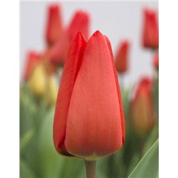 Лалибела (Tulipa Lalibela )