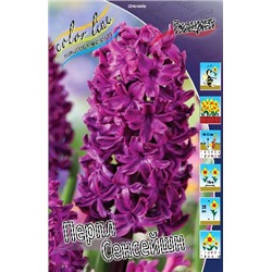 Перпл Сенсейшн (Hyacinth Purple Sensation)