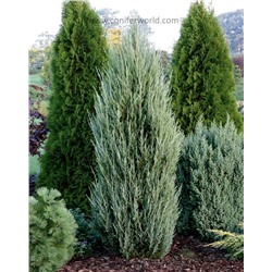 Juniperus scopulorum Ivory Arrow