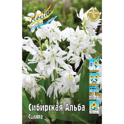 Сибирская Альба (Scilla siberica Alba)