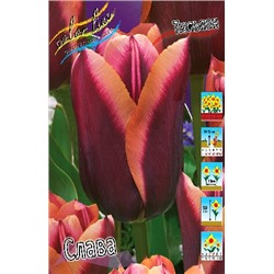 Слава (Tulipa Slawa)
