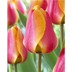 Апельдоорнс Элит (Tulipa Apeldoorn's Elite)