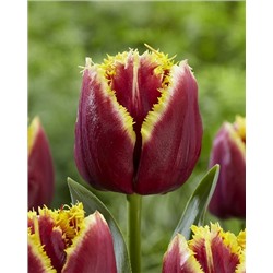 Меркури (Tulipa Mercure)