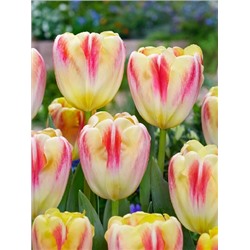 Букингем (Tulipa Buckingham)
