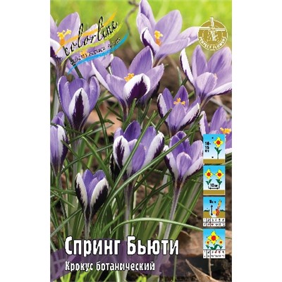 Спринг Бьюти (Crocus sieberi Spring Beauty)