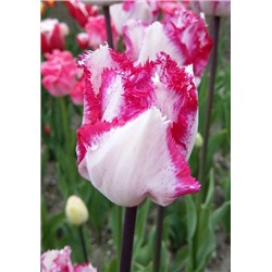 Пинк Сноуи (Tulipa Pink Snowy)