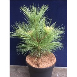 Сосна Шверина  (Pinus schwerinii)